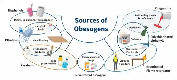 sources-of-obesogens